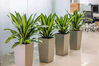 �����̻�ֲ������